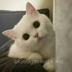 Avatar of Fahim Qureshi